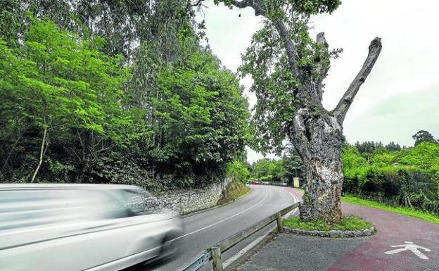 Era tradición rezar un responso en este árbol en los entierros, situado entre la iglesia y el cementerio.