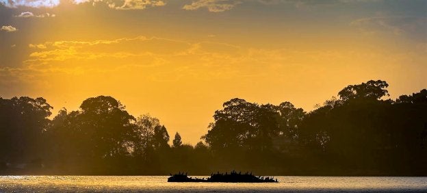 Fotografía ganadora de la primera edición del certamen bajo el título 'Reunión de Cormoranes'.