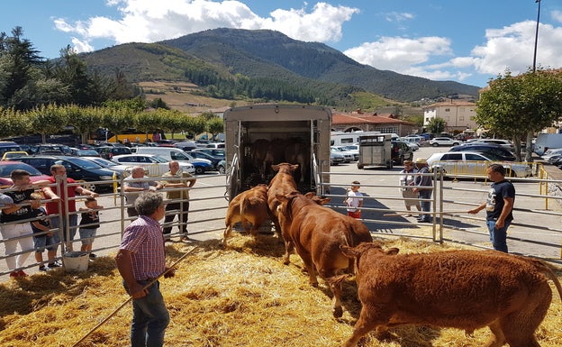 Los terneros entran en el interior de un camión al concluir la feria