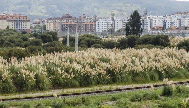 El plumero, especie invasora, se esparce en los últimos años por toda la zona ferroviaria de Santander y el arco de la bahía.