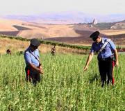 Hallazgo en Sevilla de una plantación de cannabis por valor de un millón de euros