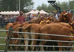 Carreras de caballos y exhibiciones de ganado en las fiestas de Requejo