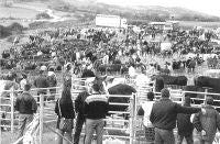 Más de 600 reses participaron en la feria de Trasierra/