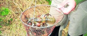 Los cotos del río Ebro se abrirán a partir del 3 de julio ::
J.L. SARDINA/