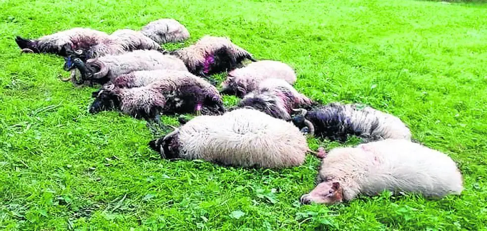 una docenas de ovejas tiradas en el suelo muertas tras el ataque del lobo iberico