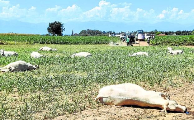 Los expertos investigan la muerte de 50 vacas en una granja de Italia por el consumo de unos brotes nocivos a causa de la sequía. /AFP